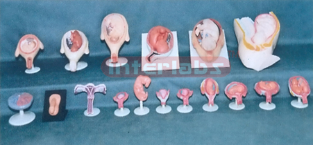 HUMAN PREGNANCY SERIES MODEL ( 17 PCS / SET) Exporter & Educ