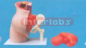 ADVANCED MODEL OF PREGNANCY