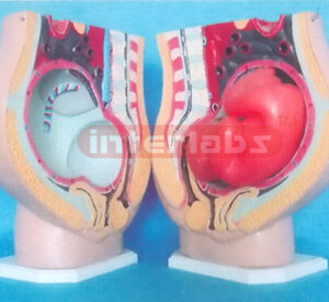BIG LEFT SIDE PREGNANCY PELVIS MODEL WITH 3 - PARTS Exporter