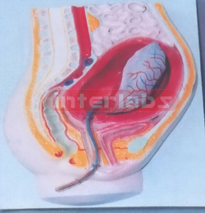 HUMAN MATERNITY PEEL OFF OF PLACENTA MODEL Exporter & Educat