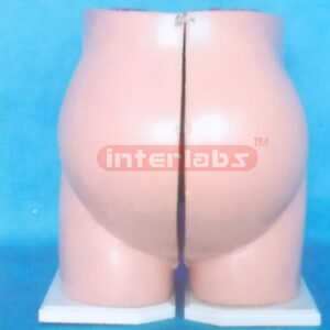 GIANT BOTH SIDE ADVANCED MODEL OF PREGNANCY Exporter & Educa