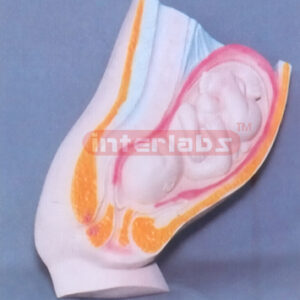 HUMAN MATERNITY WOMB MEATUS SPLAY MODEL Exporter & Education