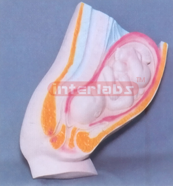 HUMAN MATERNITY WOMB MEATUS SPLAY MODEL Exporter & Education