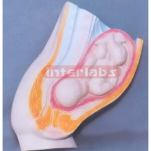 HUMAN MATERNITY WOMB MEATUS  SANS SPLAY MODEL Exporter & Edu