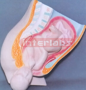 HUMAN MATERNITY BIRTH PROCESS MODEL (B TYPE) Exporter & Educ