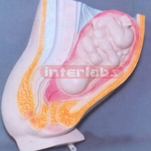 HUMAN MATERNITY (9 MONTH) PREGNANCY AND WOMB MODEL Exporter