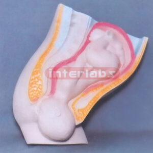 HUMAN MATERNITY BIRTH PROCESS MODEL (A TYPE) Exporter & Educ