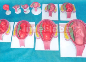 HUMAN PREGNANCY SERIES MODEL(FROM 1 WEEK TO 9 MONTH