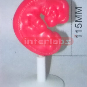 HUMAN PREGNANCY SERIES MODEL (1ST WEEK) Exporter & Education
