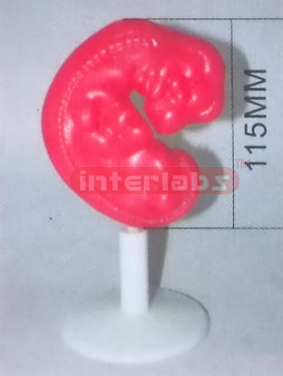 HUMAN PREGNANCY SERIES MODEL (1ST WEEK) Exporter & Education