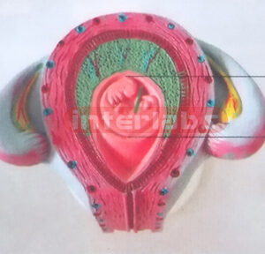 HUMAN PREGNANCY SERIES MODEL (1ST MONTH) Exporter & Educatio