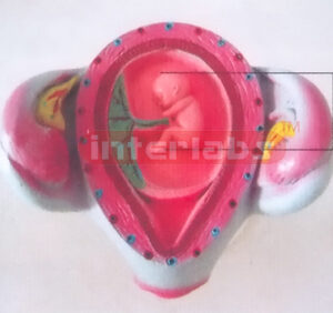 HUMAN PREGNANCY SERIES MODEL (2ND MONTH) Exporter & Educatio