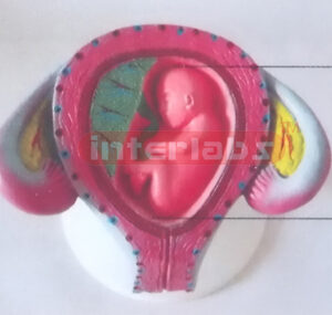 HUMAN PREGNANCY SERIES MODEL (3RD MONTH 7-9 CMS 20GM) Export