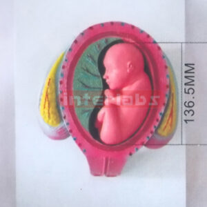 HUMAN PREGNANCY SERIES MODEL (4TH MONTH 10-17 CMS 100-120GM)