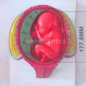 HUMAN PREGNANCY SERIES MODEL (5TH MONTH 18-27CM 280-300GM) E