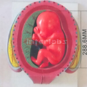 HUMAN PREGNANCY SERIES MODEL (6TH MONTH 28-34CM 600-700GM) E