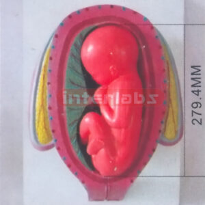 HUMAN PREGNANCY SERIES MODEL (7TH MONTH 35-38CM 1000-1200GM)