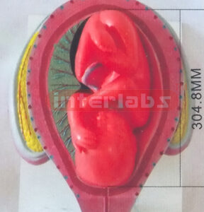 HUMAN PREGNANCY SERIES MODEL (8TH MONTH 40-43CM 1500-1900GM)