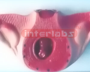 UTERUS WITH EMBRYO (2 MONTH) Exporter & Educational Laborato