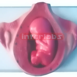 UTERUS WITH EMBRYO (4-5 MONTH) Exporter & Educational Labora