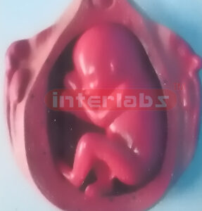UTERUS WITH EMBRYO (7 MONTH) Exporter & Educational Laborato