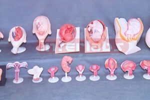 HUMAN PREGNANCY SERIES MODEL (91 PCS / SET) Exporter & Educa