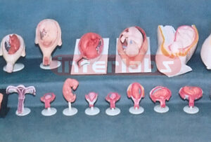 HUMAN PREGNANCY SERIES MODEL (18 PCS / SET) Exporter & Educa