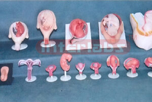 HUMAN PREGNANCY SERIES MODEL (17 PCS / SET) Exporter & Educa