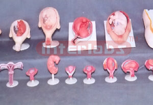 HUMAN PREGNANCY SERIES MODEL (16 PCS / SET) Exporter & Educa