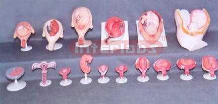 HUMAN PREGNANCY SERIES MODEL (16 PCS / SET) Exporter & Educa