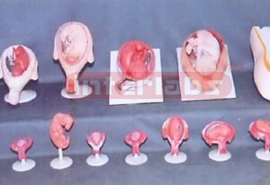 HUMAN PREGNANCY SERIES MODEL (15 PCS / SET) Exporter & Educa