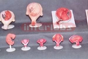 HUMAN PREGNANCY SERIES MODEL (14 PCS / SET) Exporter & Educa