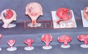 HUMAN PREGNANCY SERIES MODEL (13 PCS / SET) Exporter & Educa