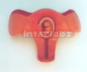 MODEL OF THE DEVELOPMENT COURSE OF HUMAN EMERYO (4 MONTH) Ex