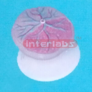 HUMAN PLACENTA MODEL Exporter & Educational Laboratory Equip