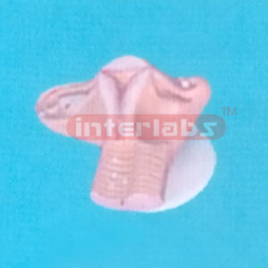 HUMAN FEMALE FECUNDATION PROCESS MODEL IN UTERUS WITH SOLID