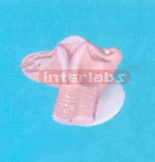 HUMAN FEMALE FECUNDATION PROCESS MODEL IN UTERUS WITH SOLID