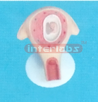 UTERUS WITH EMBRYO (2 MONTHS) Exporter & Educational Laborat