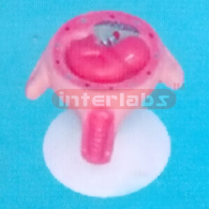 UTERUS WITH EMBRYO (4 MONTHS) Exporter & Educational Laborat