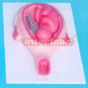 UTERUS WITH EMBRYO (8 MONTHS) Exporter & Educational Laborat