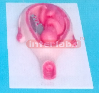 UTERUS WITH EMBRYO (8 MONTHS) Exporter & Educational Laborat