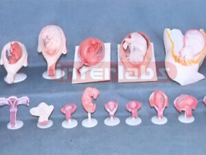 FEMALE PREGNANCY SERIES MODEL (91 PCS / SET) Exporter & Educ