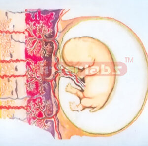 HUMAN FETAL AND PLACENTA RELATION MODEL Exporter & Education