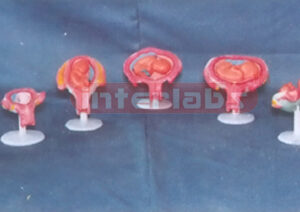 FEMALE PREGNANCY SERIES MODEL (8 PCS / SET) Exporter & Educa