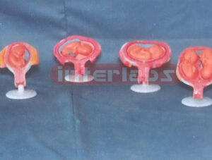 FEMALE PREGNANCY SERIES MODEL (7 PCS / SET) Exporter & Educa