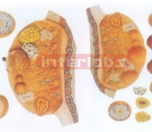 MAGNIFIED MODEL OF THE OVARY Exporter & Educational Laborato