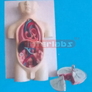 HUMAN FETUS BLOOD CIRCLMODEL WITH PLACENTA Exporter & Medica
