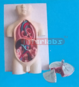 HUMAN FETUS BLOOD CIRCLMODEL WITH PLACENTA Exporter & Medica