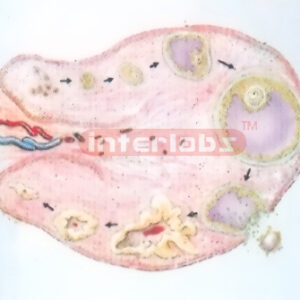 HANGING HUMAN OVARY ANATOMY MODEL Exporter & Educational Lab