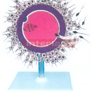 THE PROCESS OF MODEL FERTILIZATION Exporter & Educational La